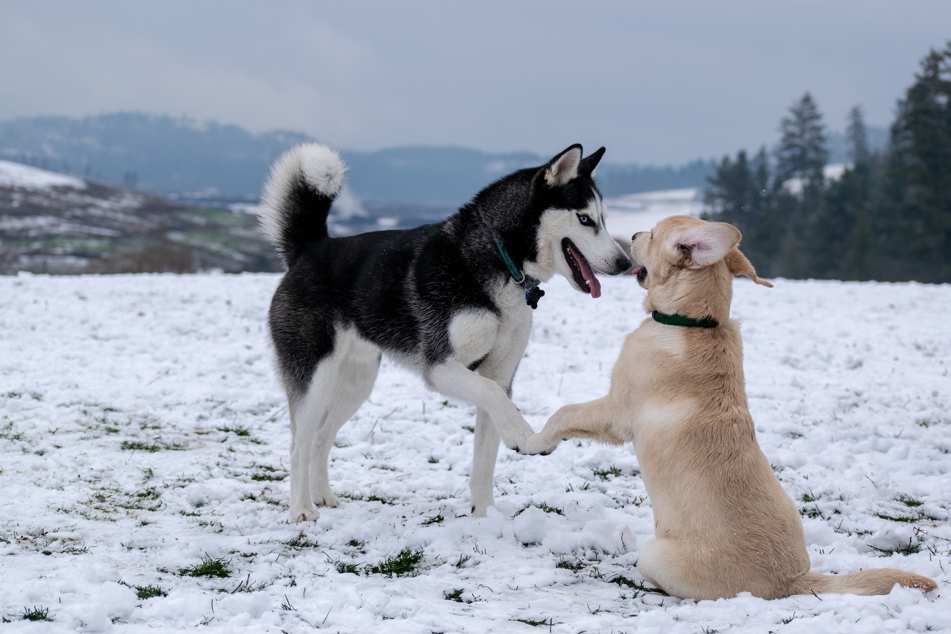 Hund riechen Schnee.jpg